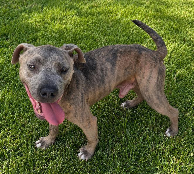 Enlarge Chewy, an adopted mixed breed in Guntersville, AL image 3/4