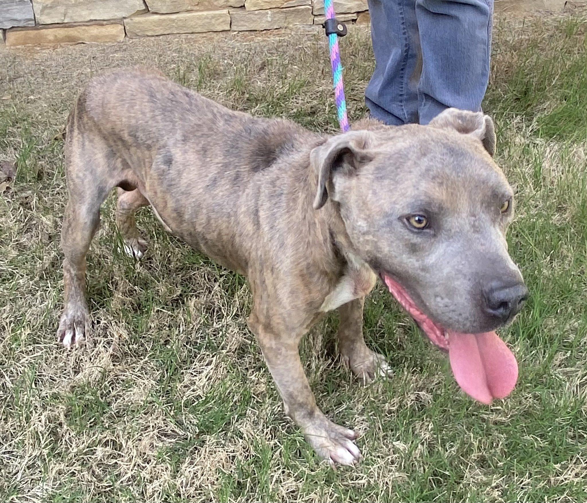 Enlarge Chewy, a ADOPTABLE mixed breed in Guntersville, AL image 3/4