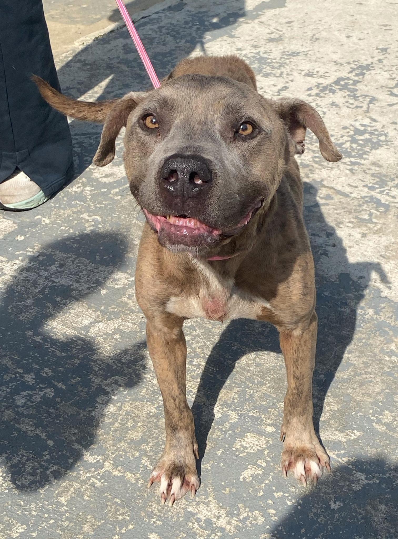 Enlarge Chewy, a ADOPTABLE mixed breed in Guntersville, AL image 4/4