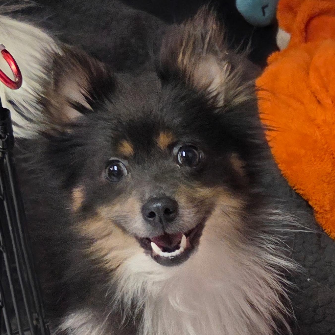 Benji, Adult Female unknown