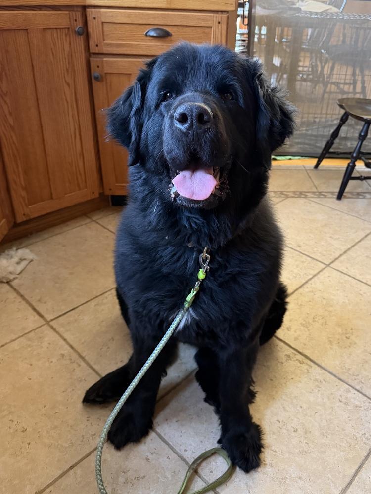 Enlarge Gigi, a Adoptable Newfoundland Dog in Gales Ferry, CT image 2/3
