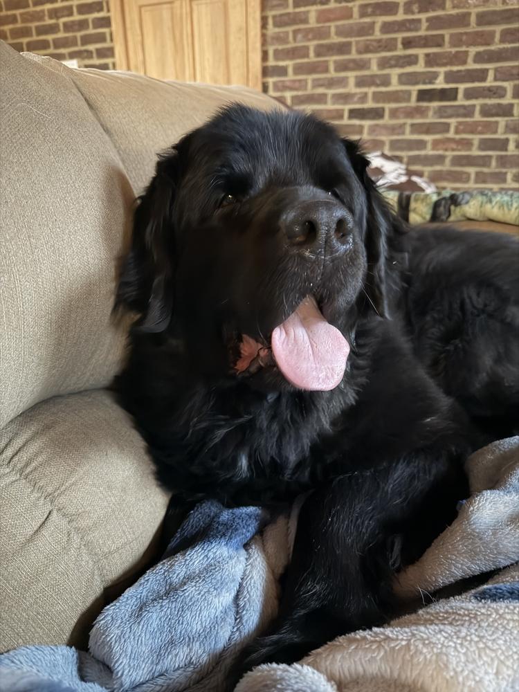 Enlarge Gigi, a Adoptable Newfoundland Dog in Gales Ferry, CT image 3/3