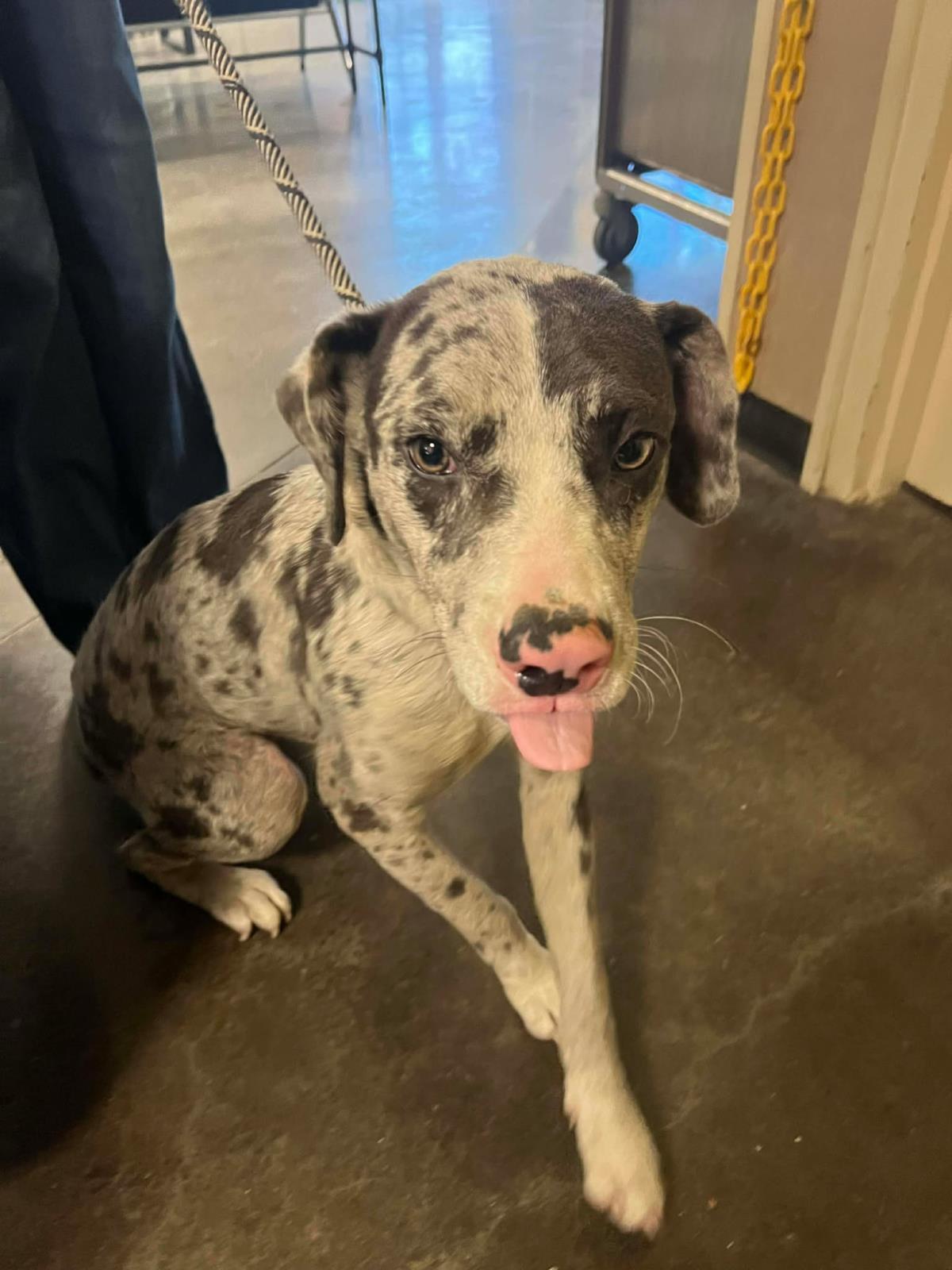 Enlarge Vincent, a Adoptable Catahoula Leopard Dog in Rockwall, TX image 1/3