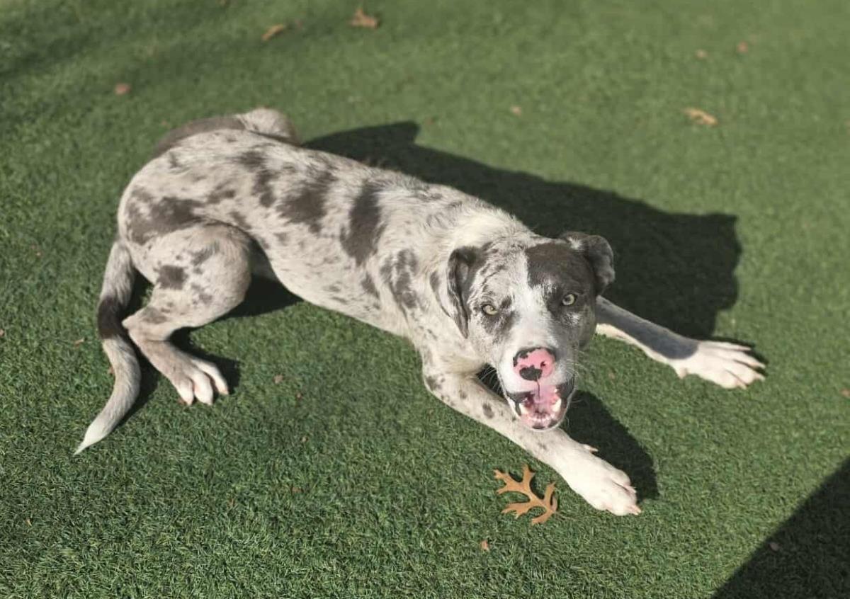 Enlarge Vincent, a Adoptable Catahoula Leopard Dog in Rockwall, TX image 2/3