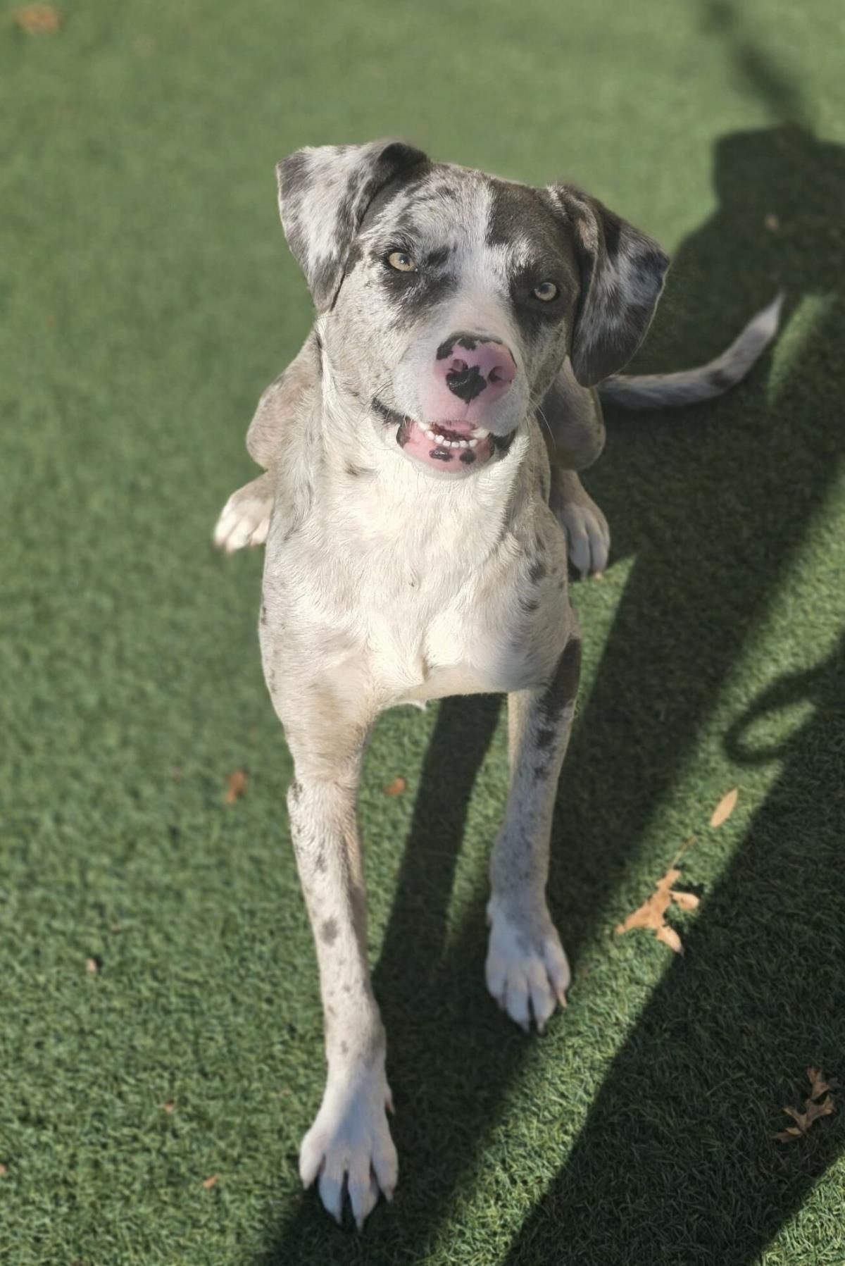 Enlarge Vincent, a Adoptable Catahoula Leopard Dog in Rockwall, TX image 3/3