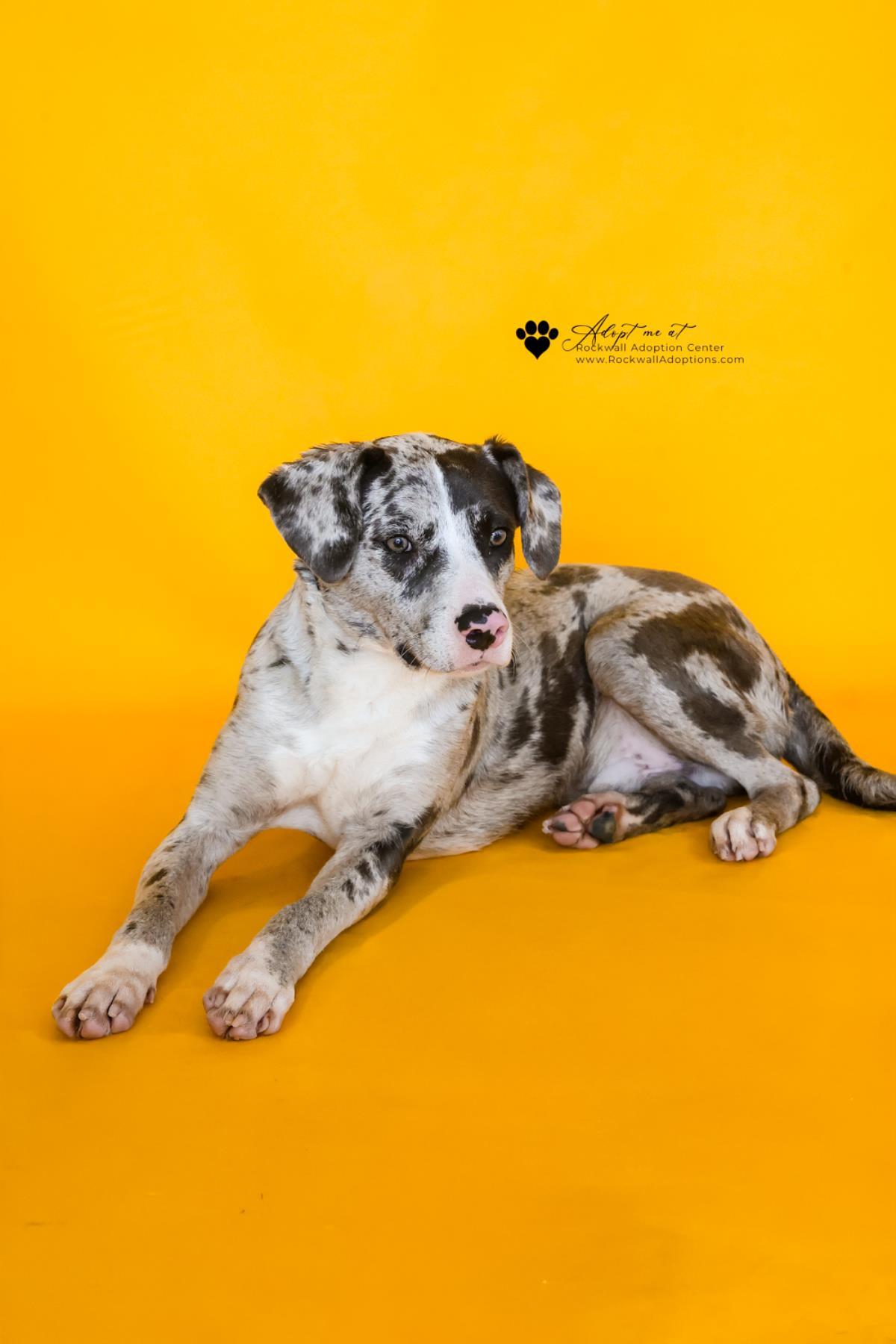 Vincent-$75 Adoption Fee! Diamond Dog!, a Adoptable Catahoula Leopard Dog in Rockwall, TX image 1/3
