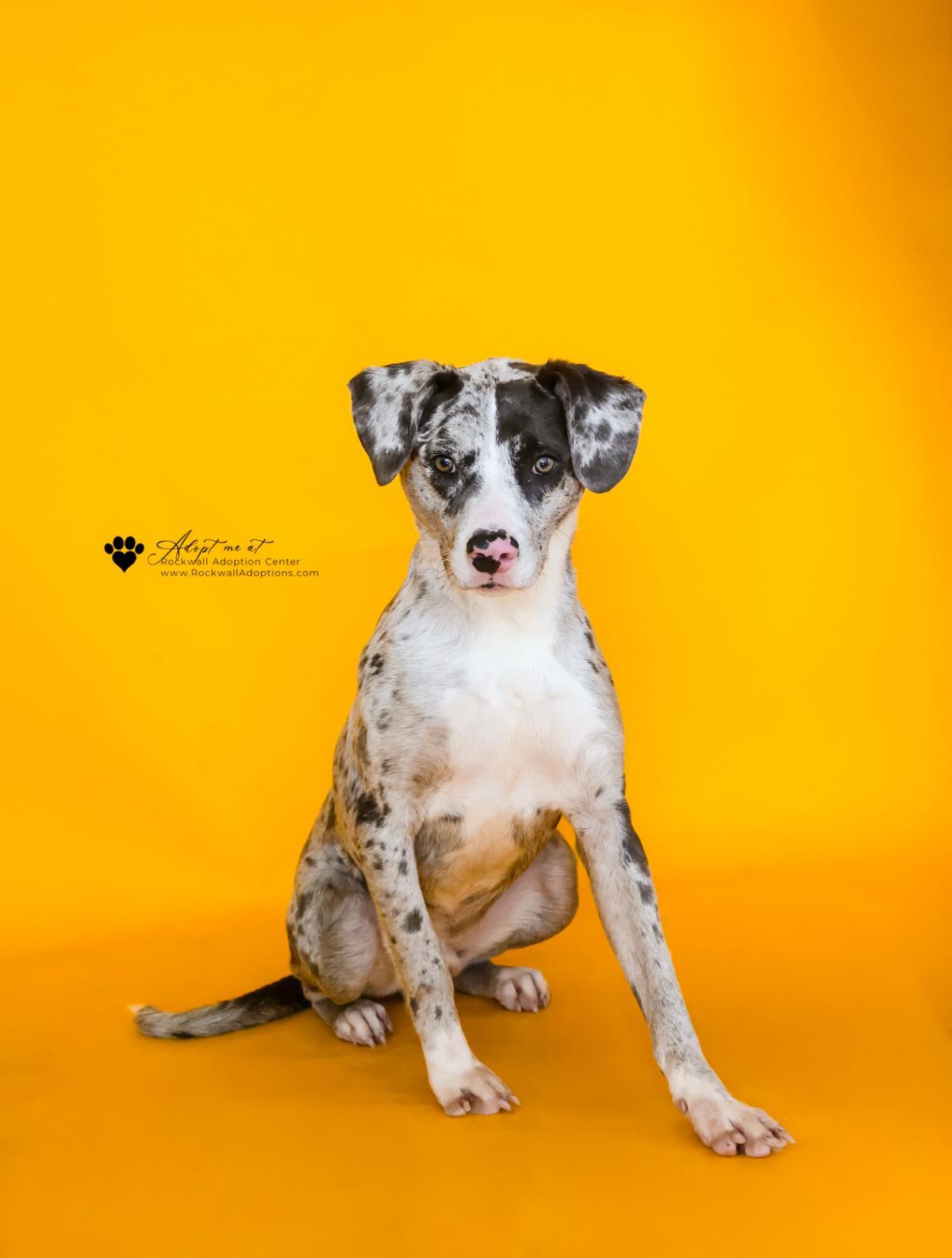 Vincent-$75 Adoption Fee! Diamond Dog!, a Adoptable Catahoula Leopard Dog in Rockwall, TX image 2/3