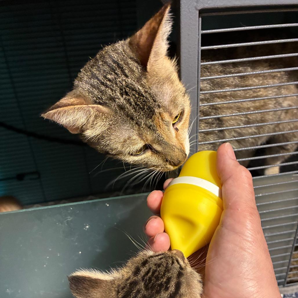 Enlarge Dingo, a Adoptable Domestic Short Hair in Greenfield, IN image 1/4