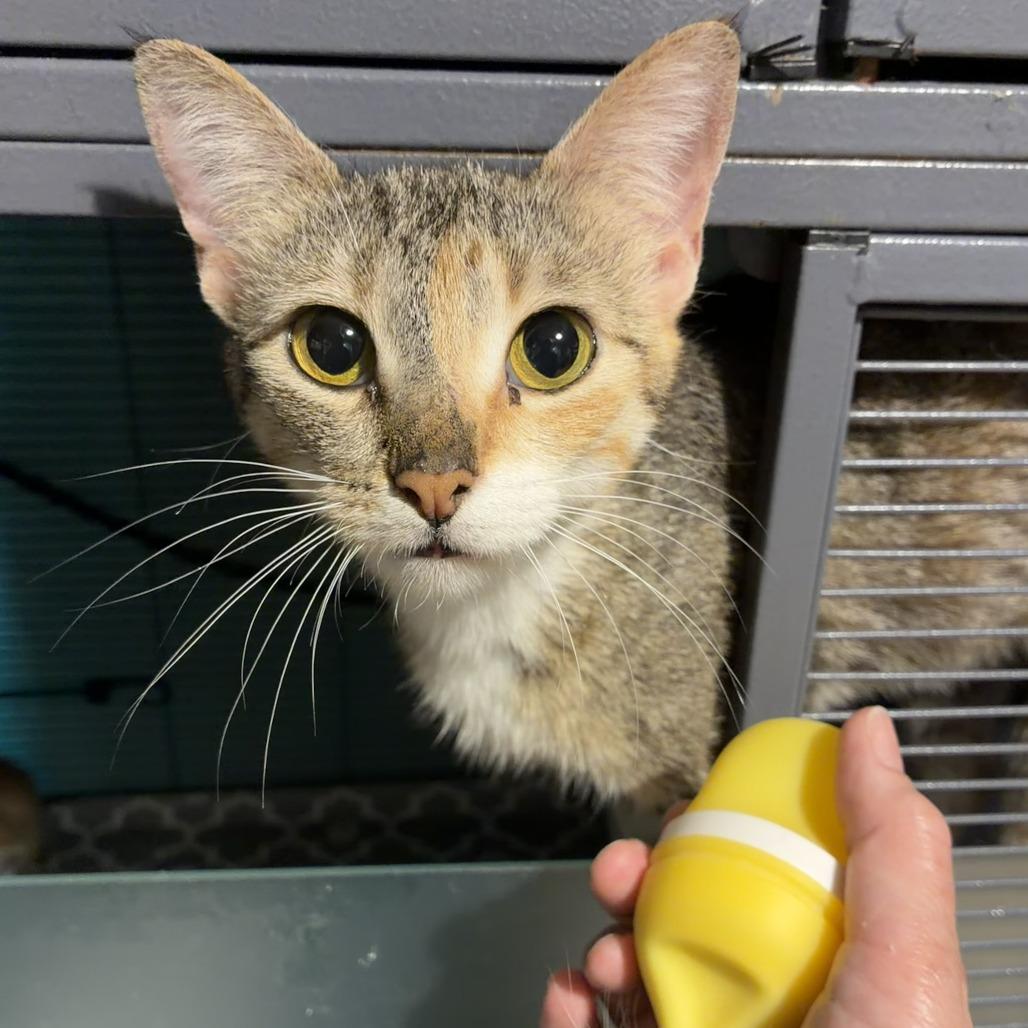 Enlarge Dingo, a Adoptable Domestic Short Hair in Greenfield, IN image 2/4