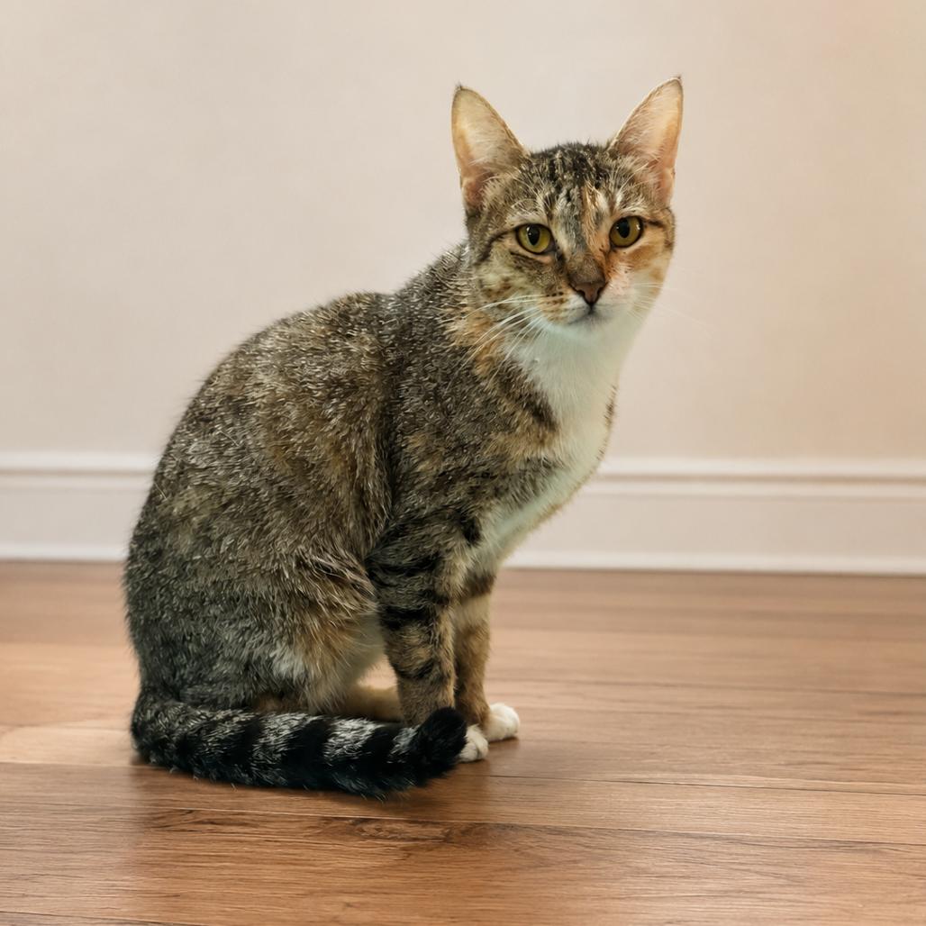 Enlarge Dingo, a Adoptable Domestic Short Hair in Greenfield, IN image 3/4
