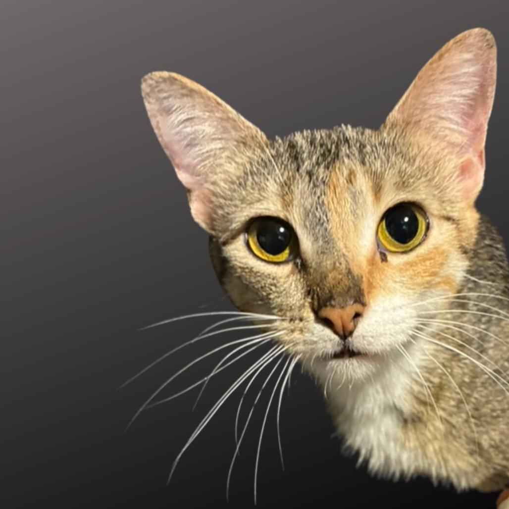 Enlarge Dingo, a Adoptable Domestic Short Hair in Greenfield, IN image 4/4
