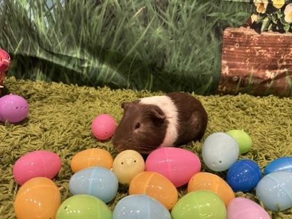 Royal Icing, Baby Male Guinea Pig