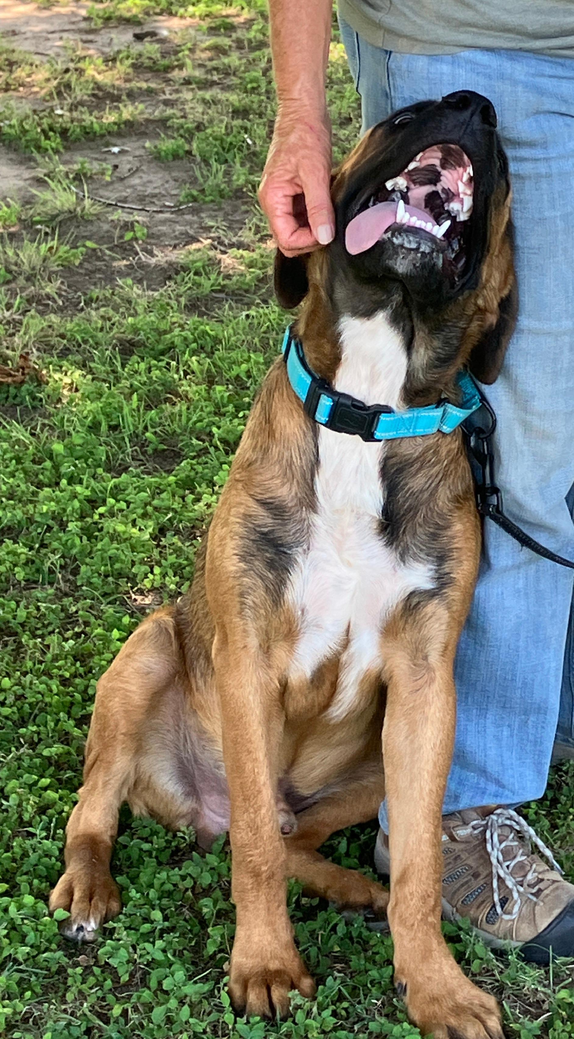 ANGUS - Big Goofy Puppy, a Adoptable mixed breed in South Hadley, MA image 3/6