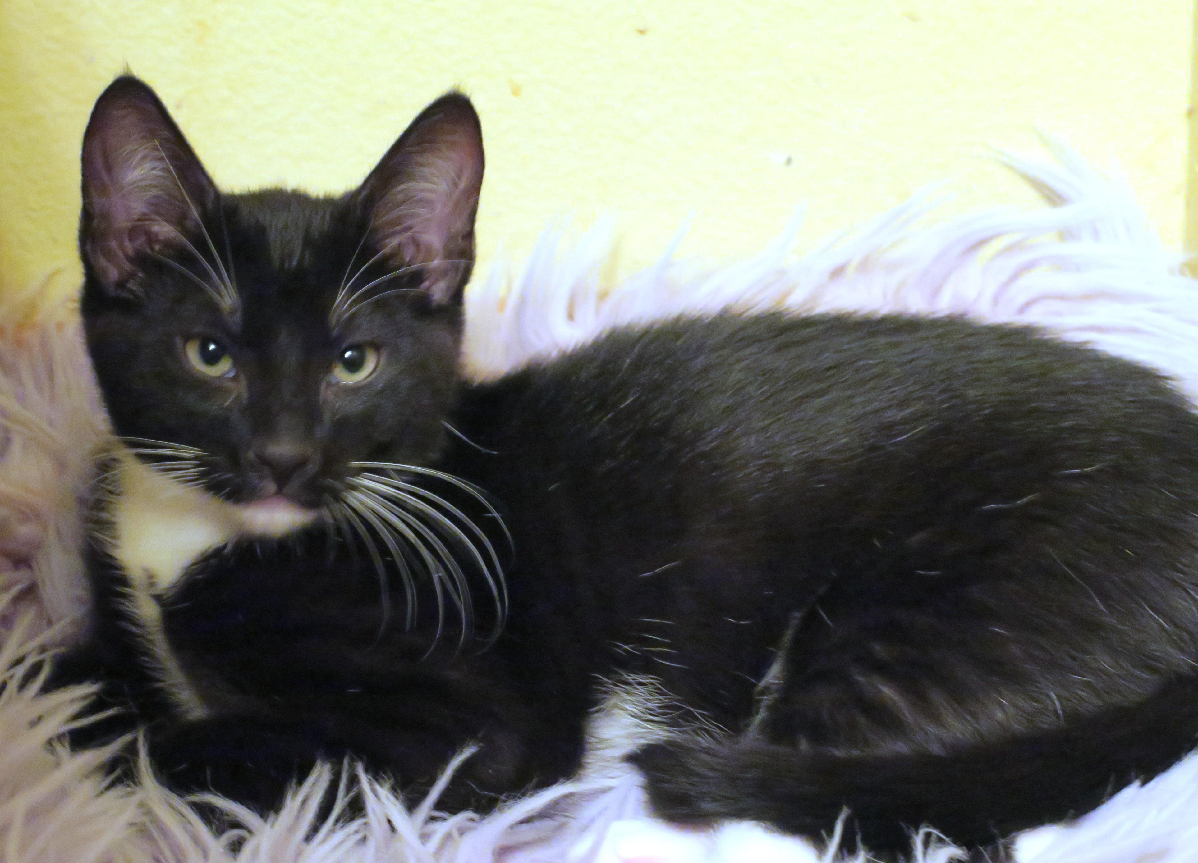 Enlarge Garth, a ADOPTABLE Tuxedo in Bow, WA image 3/6