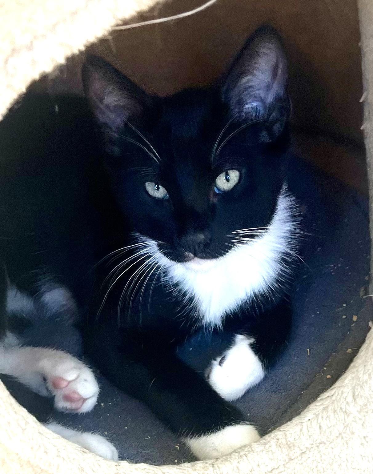 Enlarge Garth, a ADOPTABLE Tuxedo in Bow, WA image 6/6