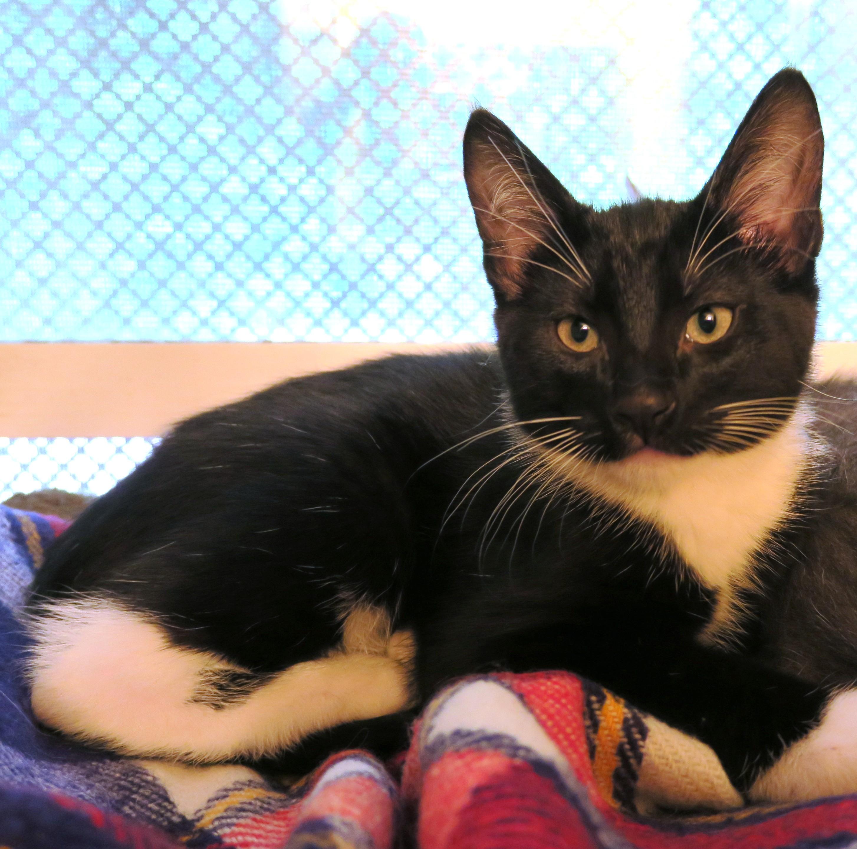 Garth, ADOPTABLE, Kitten Male Tuxedo.