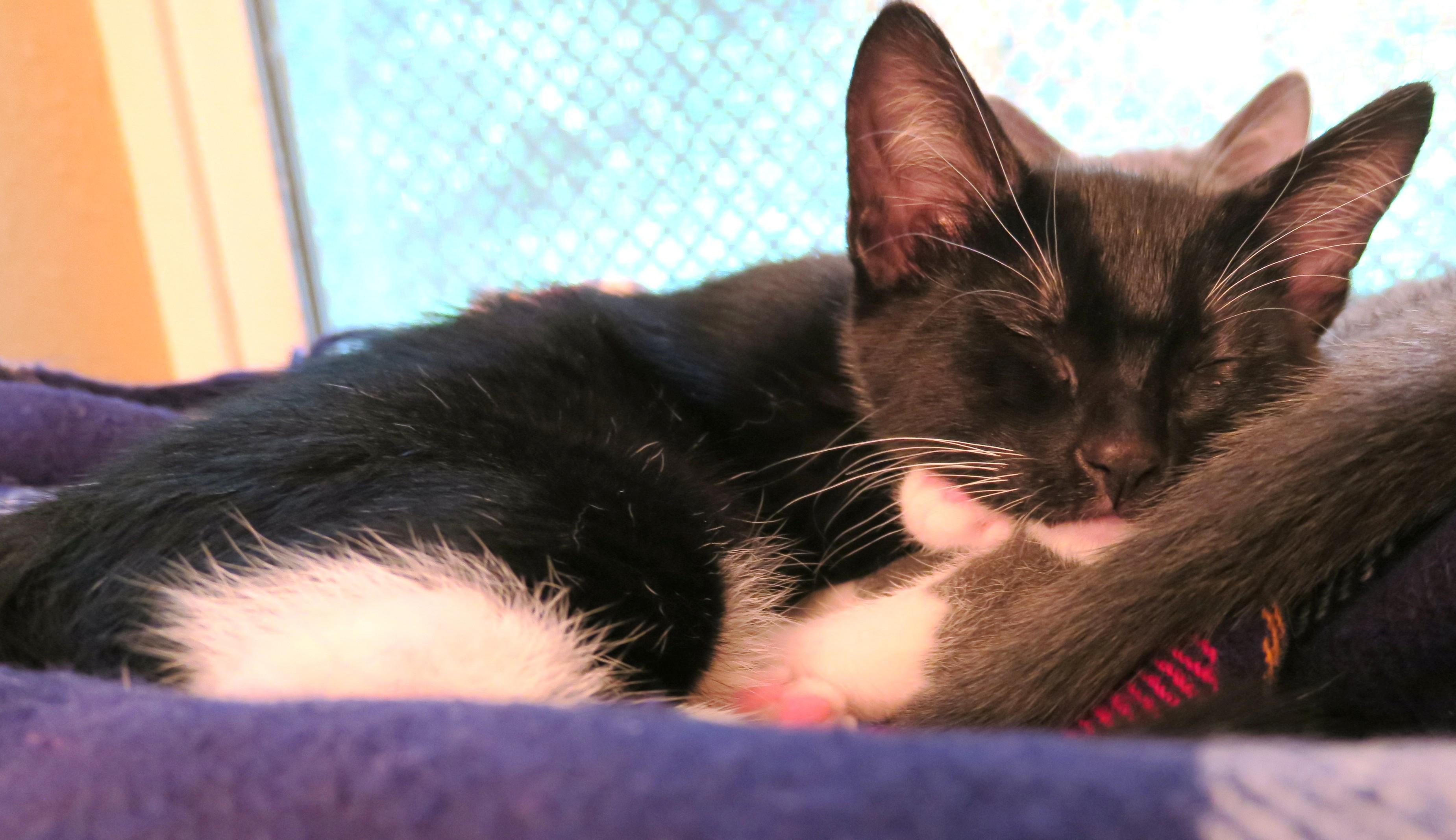 Enlarge Garth, a ADOPTABLE Tuxedo in Bow, WA image 4/6