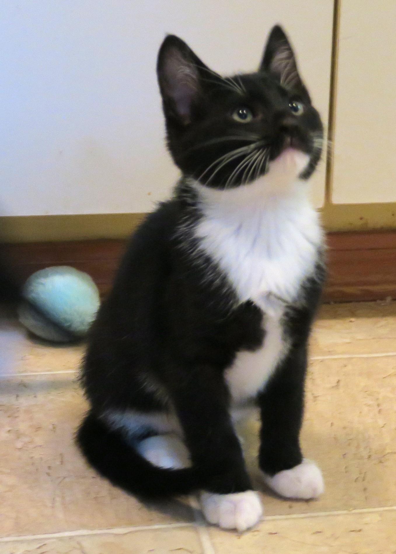 Enlarge Garth, a ADOPTABLE Tuxedo in Bow, WA image 2/6