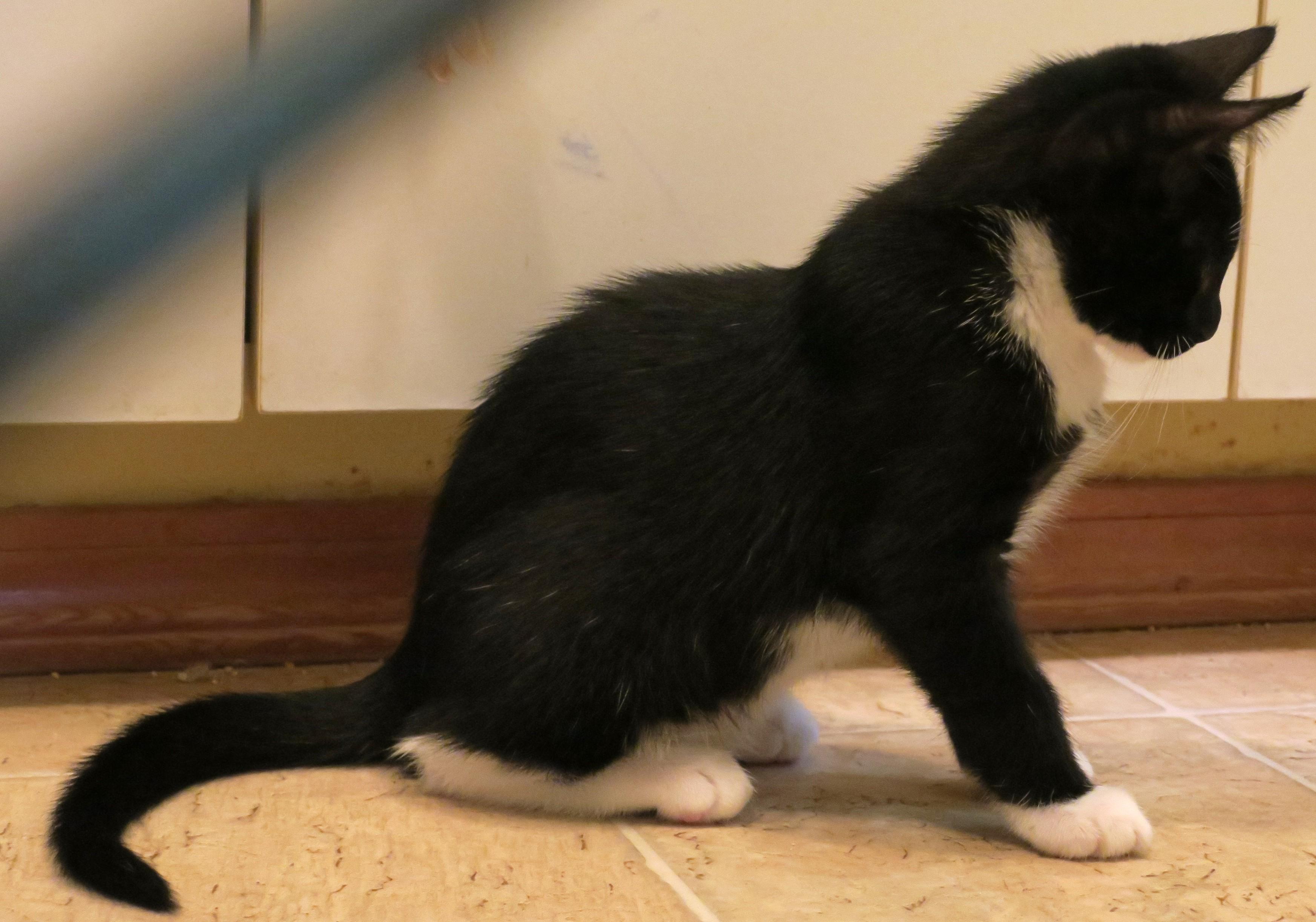 Enlarge Garth, a ADOPTABLE Tuxedo in Bow, WA image 5/6