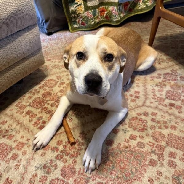 Enlarge SIERRA, a Adoptable mixed breed in Scottsburg, IN image 3/3