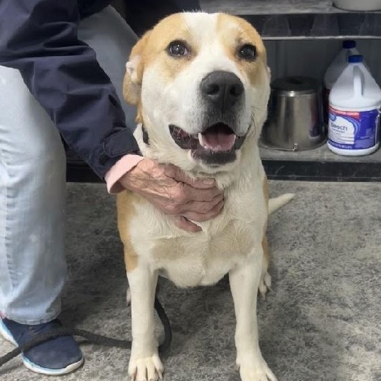 Enlarge SIERRA, a Adoptable mixed breed in Scottsburg, IN image 1/3