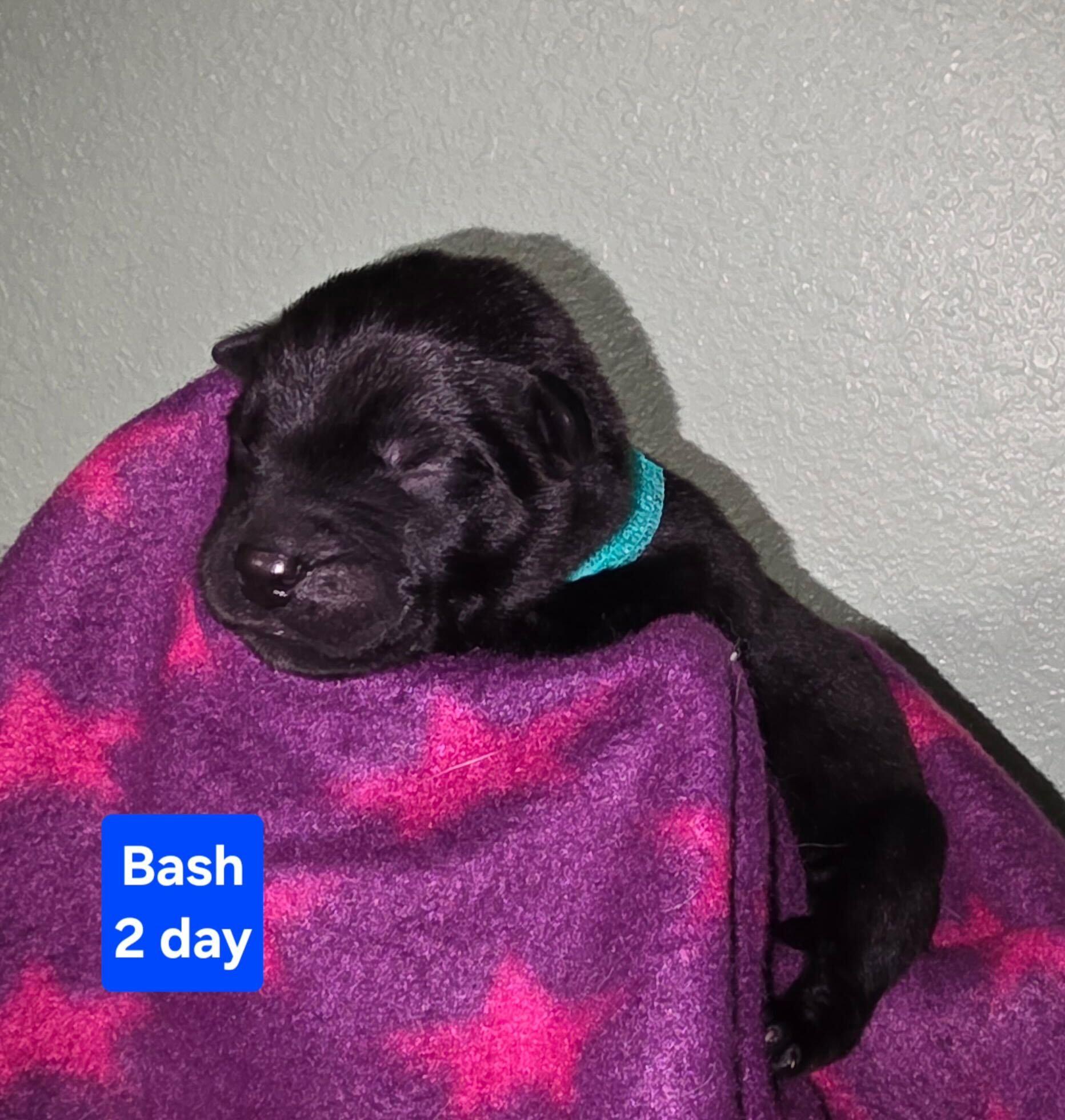 Sebastian (Bash), Adoptable, Puppy Male Husky & Siberian Husky.