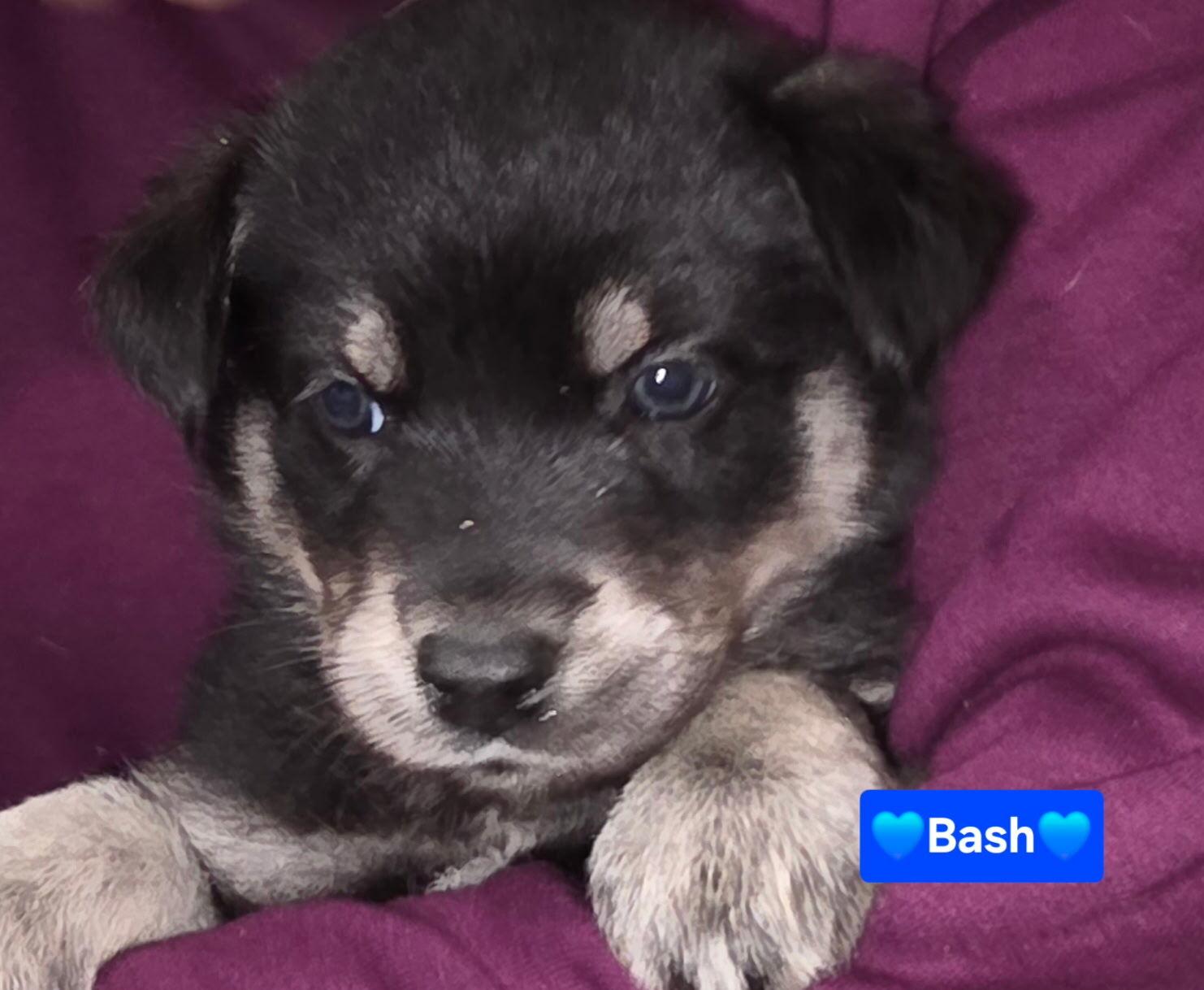 Enlarge Sebastian (Bash), a Adoptable mixed breed in Cottonwood Heights, UT image 3/6