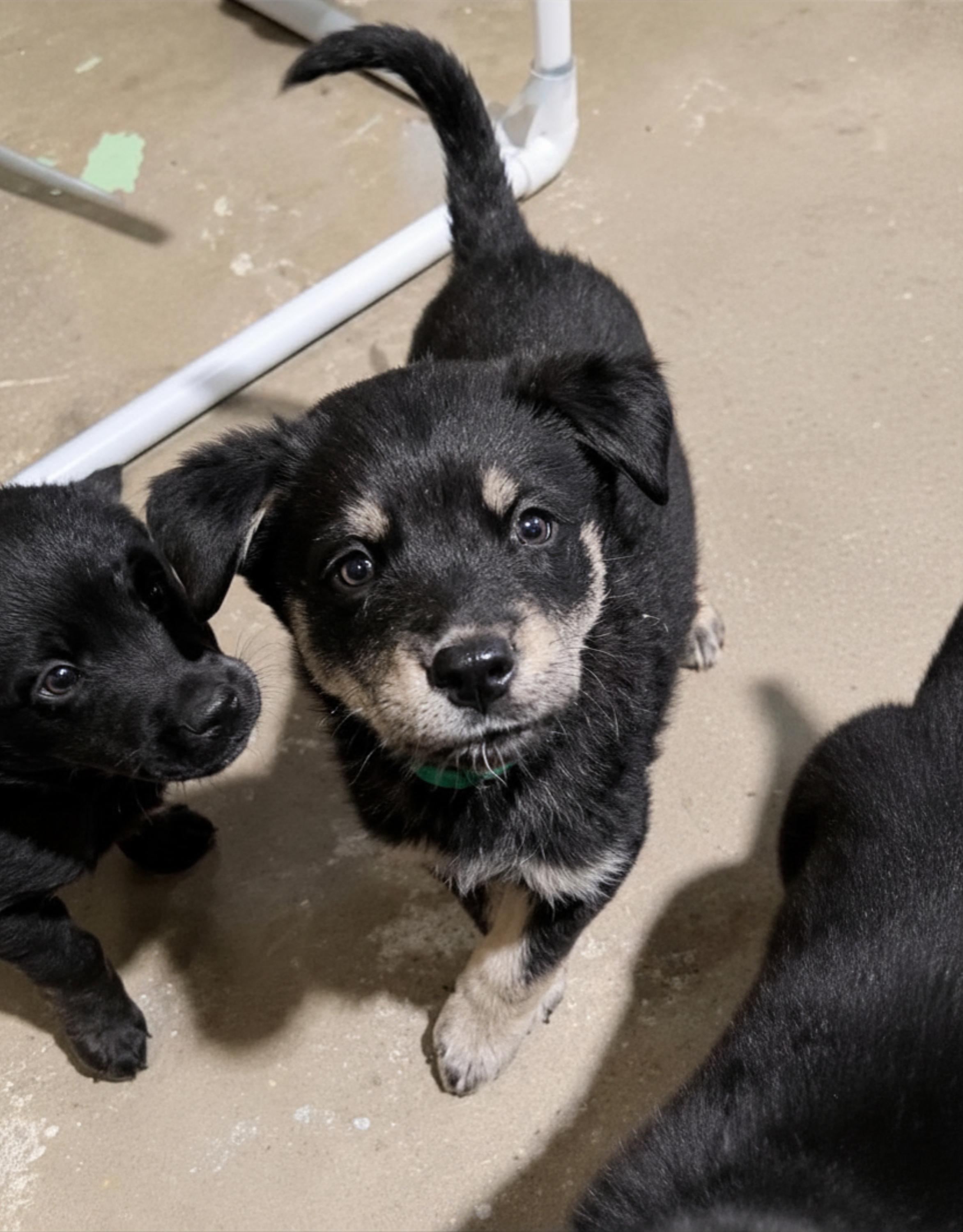 Enlarge Sebastian (Bash), a Adoptable mixed breed in Cottonwood Heights, UT image 6/6