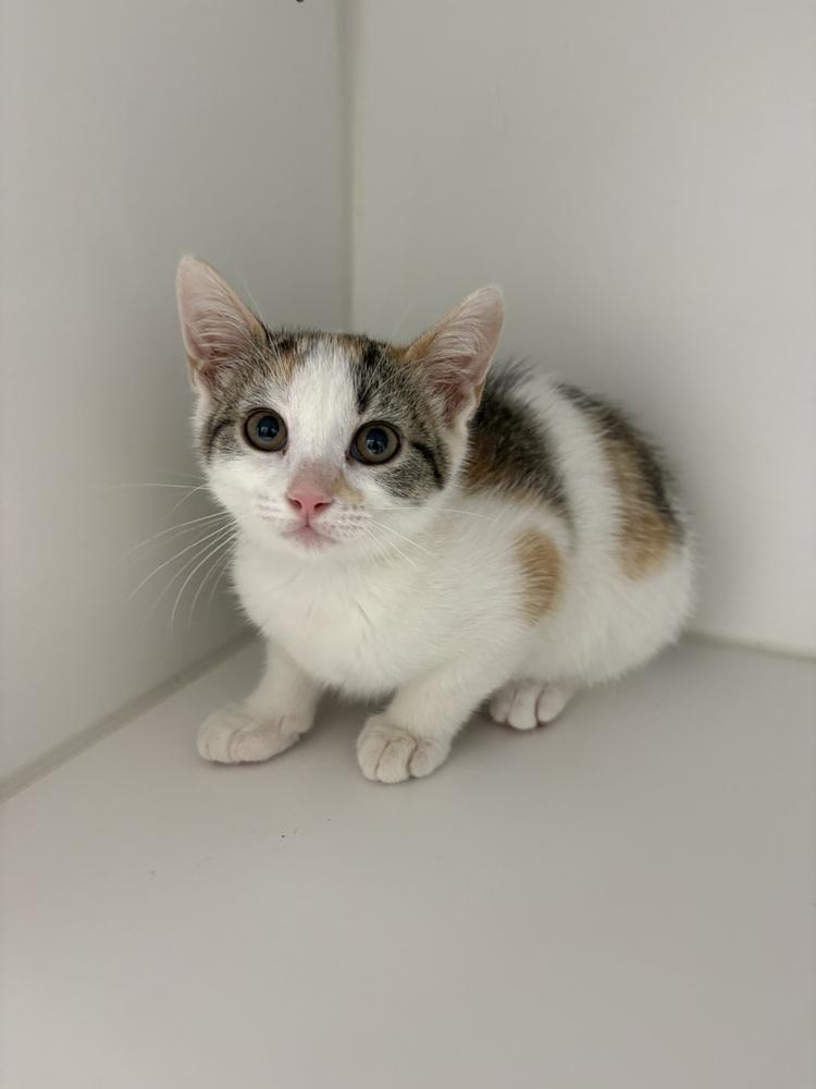 Lucy, Adoptable, Kitten Female Domestic Short Hair.