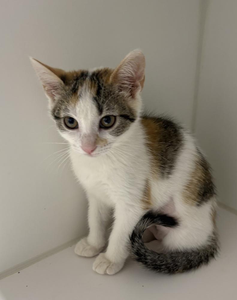 Lucy, a Adoptable Domestic Short Hair in Rochester, IN image 2/2