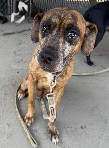 Sunny Girl, Adoptable, Adult Female Mixed Breed & Mixed Breed.