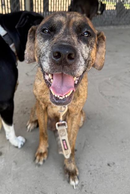 Sunny Girl, a Adoptable mixed breed in Savannah, GA image 2/2