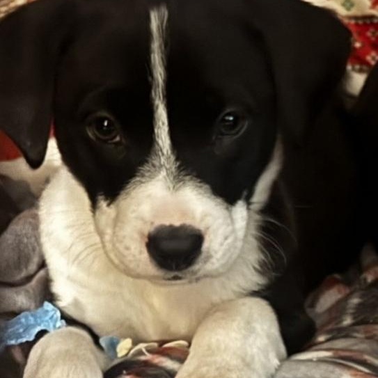 Daisy, Adoptable, Puppy Female American Staffordshire Terrier & Pit Bull Terrier.