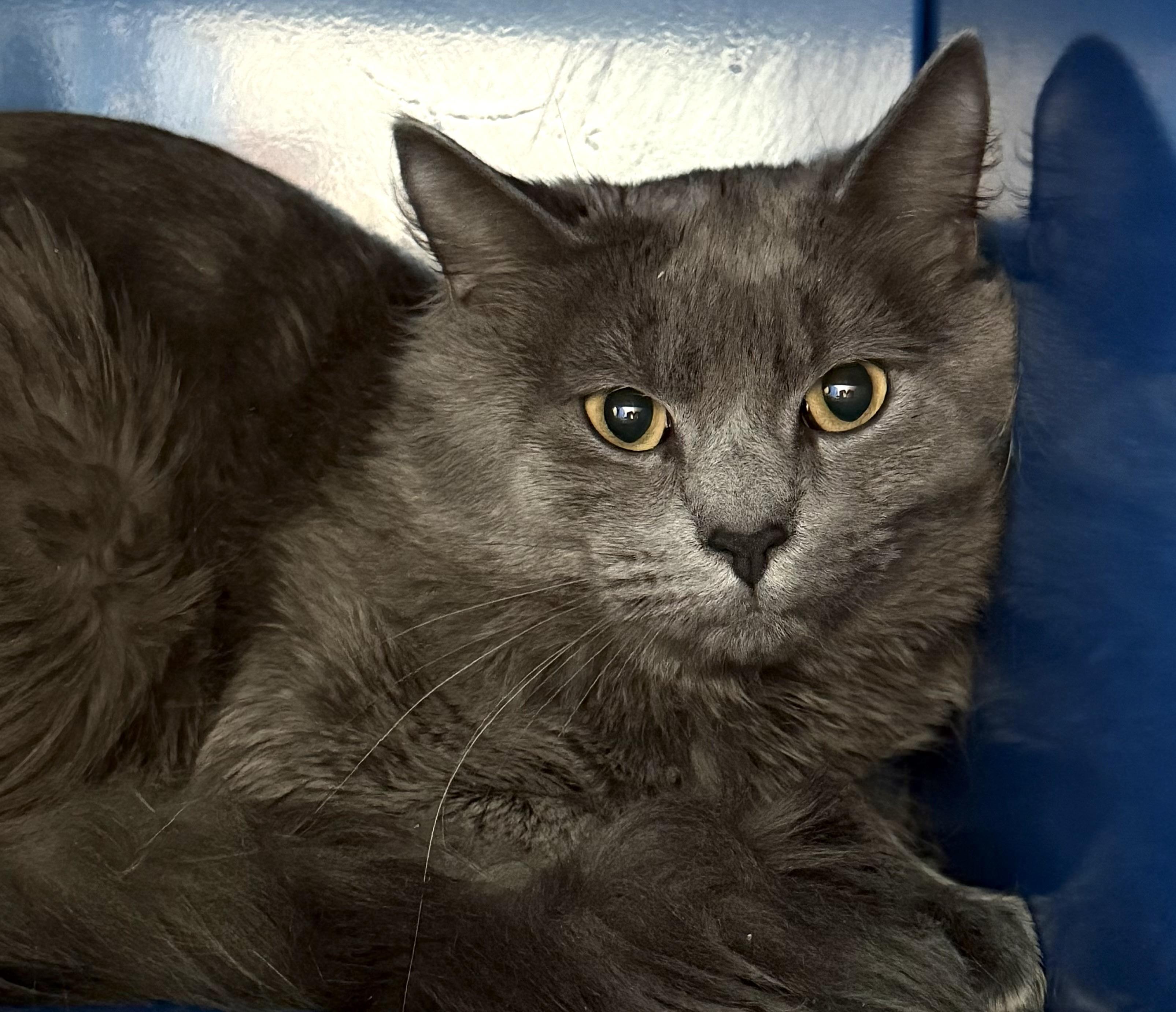 Enlarge Smokey, a ADOPTABLE Domestic Medium Hair in Sault Sainte Marie, MI image 2/2
