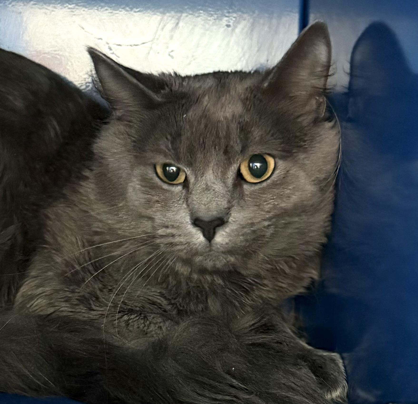 Smokey, ADOPTABLE, Young Male Domestic Medium Hair.