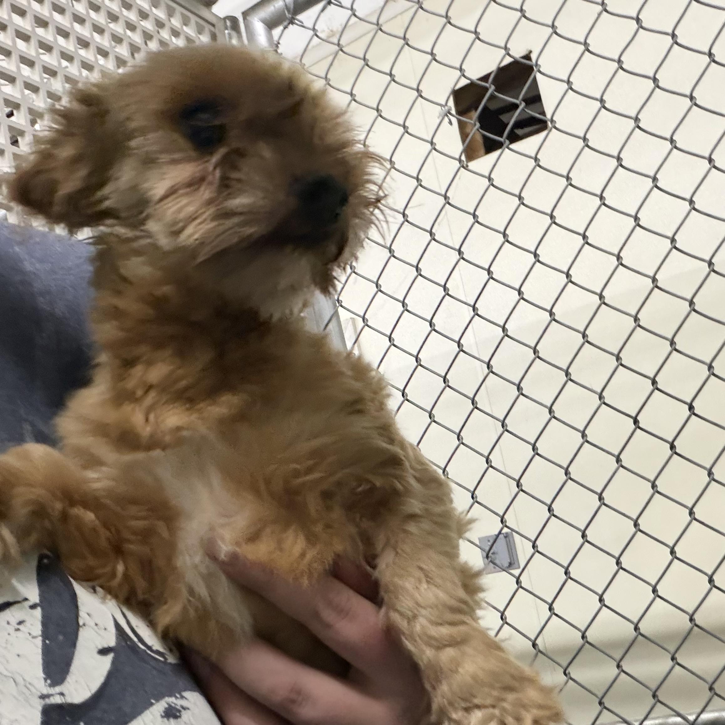 Enlarge Creed, a Adopted Yorkshire Terrier in Trenton, MO image 2/3