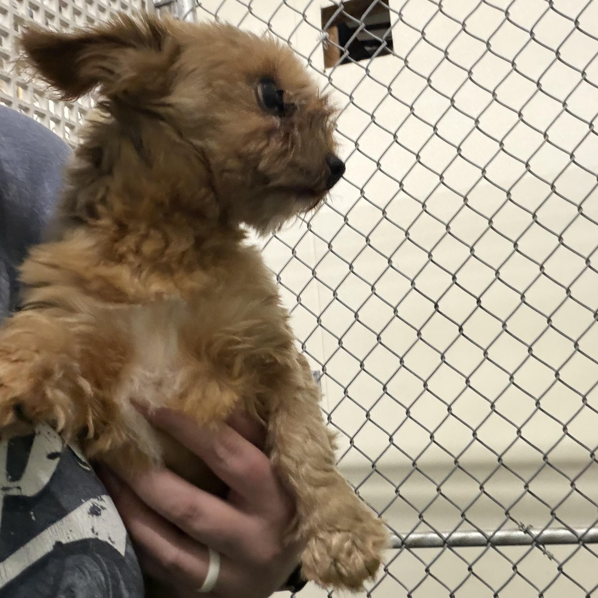 Enlarge Creed, a Adopted Yorkshire Terrier in Trenton, MO image 3/3