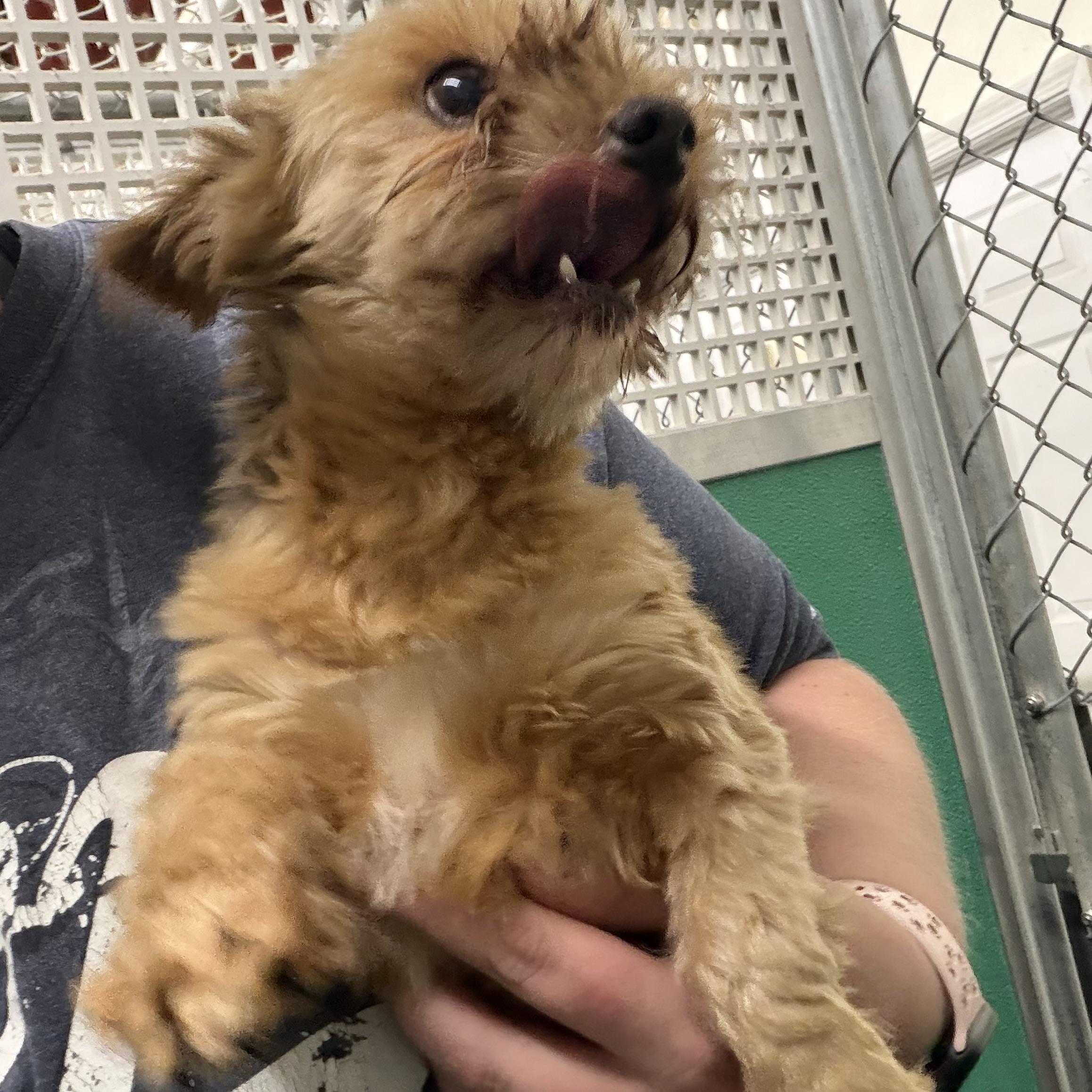 Enlarge Creed, a Adopted Yorkshire Terrier in Trenton, MO image 1/3