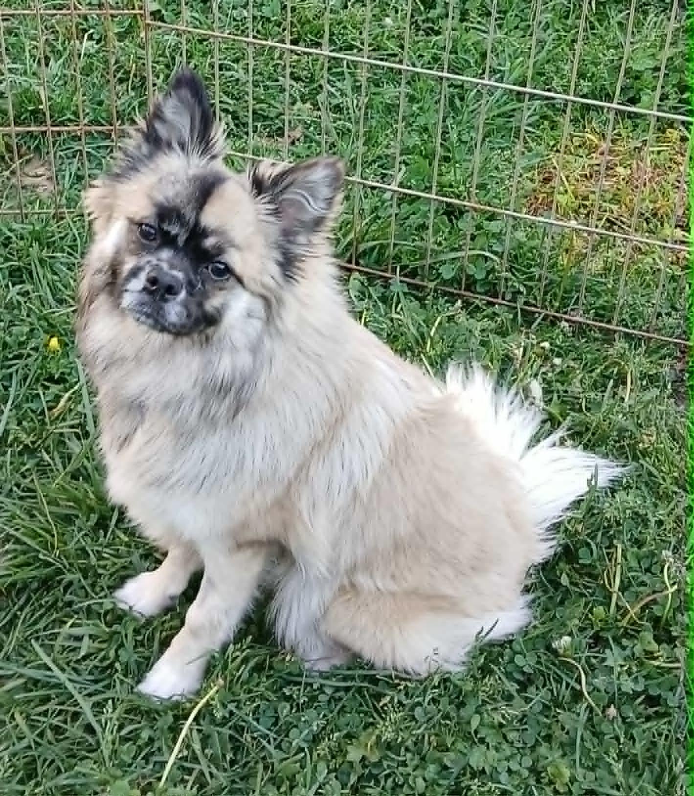 Roxy, Adopted, Young Female Pomeranian.