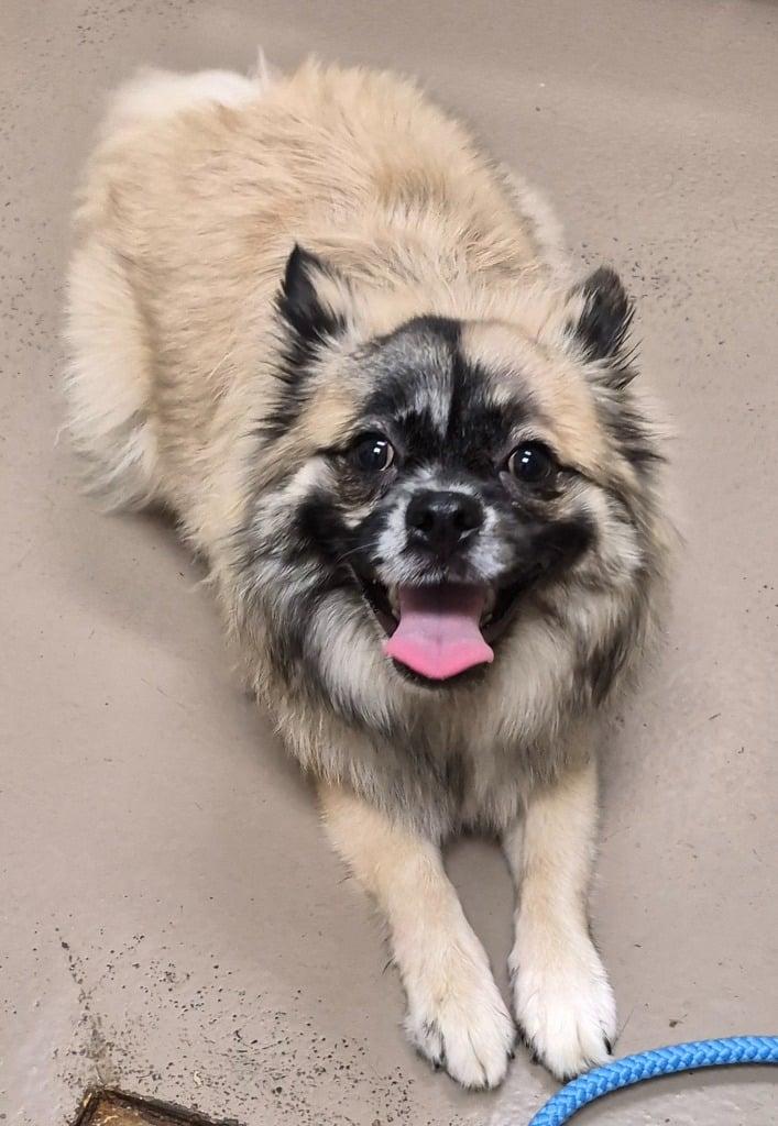 Roxy, a Adopted Pomeranian in Ceres, VA image 2/2