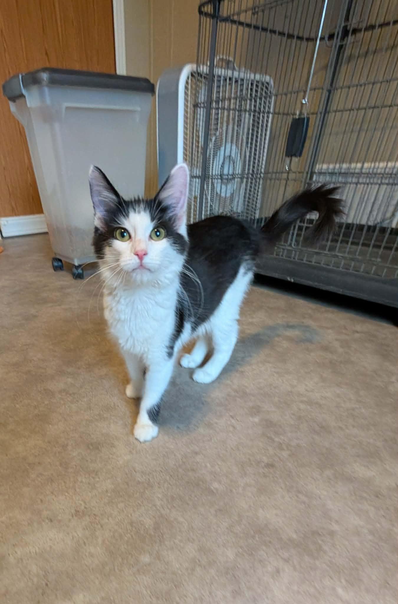 Skimmer, Adopted, Kitten Male Tuxedo.