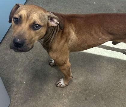 Stanley, Adoptable, Adult Male Pit Bull Terrier & Labrador Retriever.