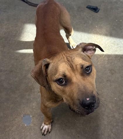 Enlarge Stanley, a Adoptable mixed breed in West Memphis, AR image 2/2