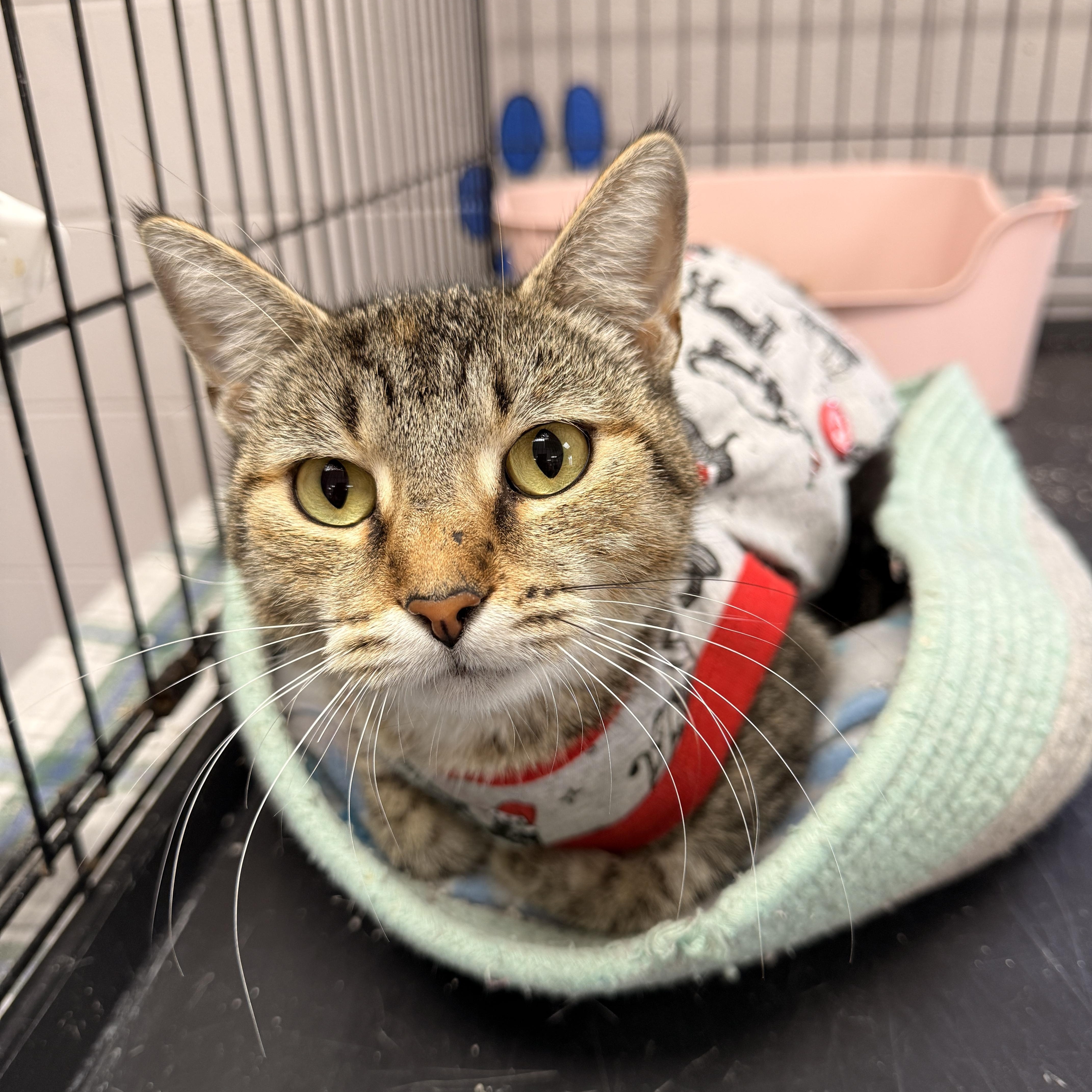 Trixie, Adoptable, Adult Female Domestic Short Hair.