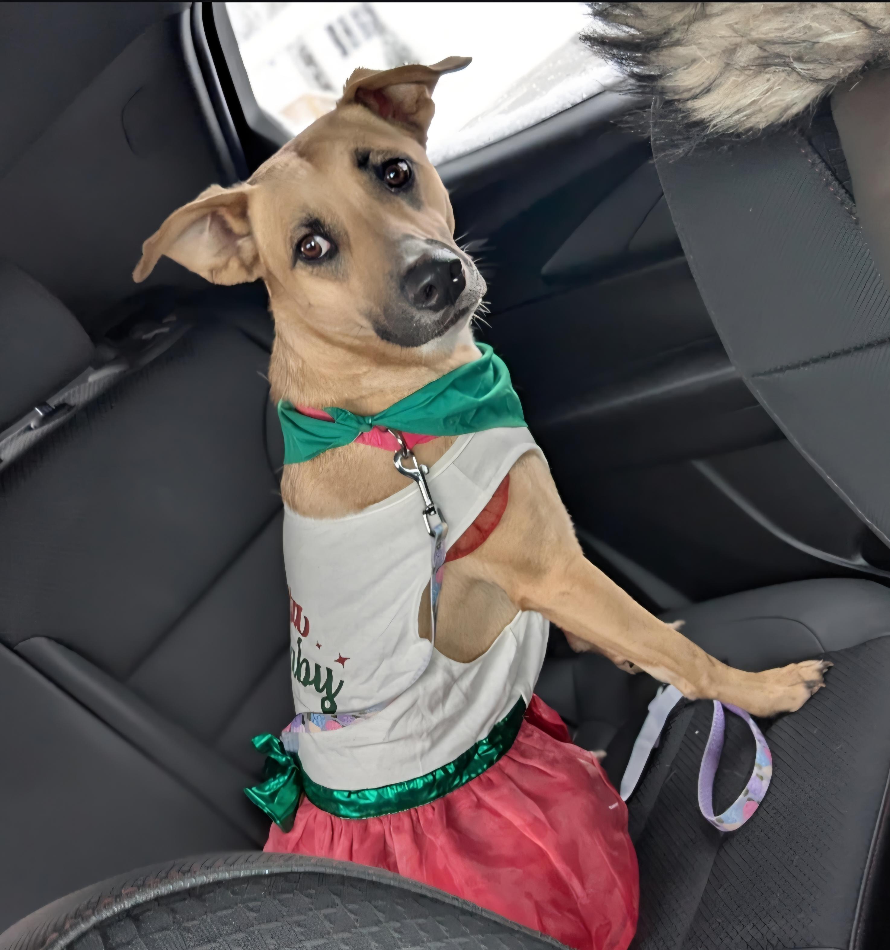 Rosie, a ADOPTABLE mixed breed in Cleveland , OH image 3/3