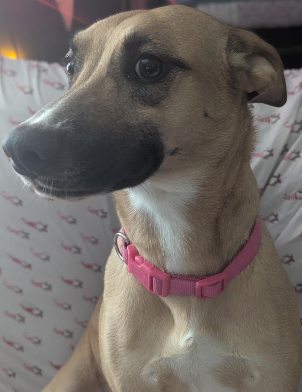 Rosie, a ADOPTABLE mixed breed in Cleveland , OH image 1/3