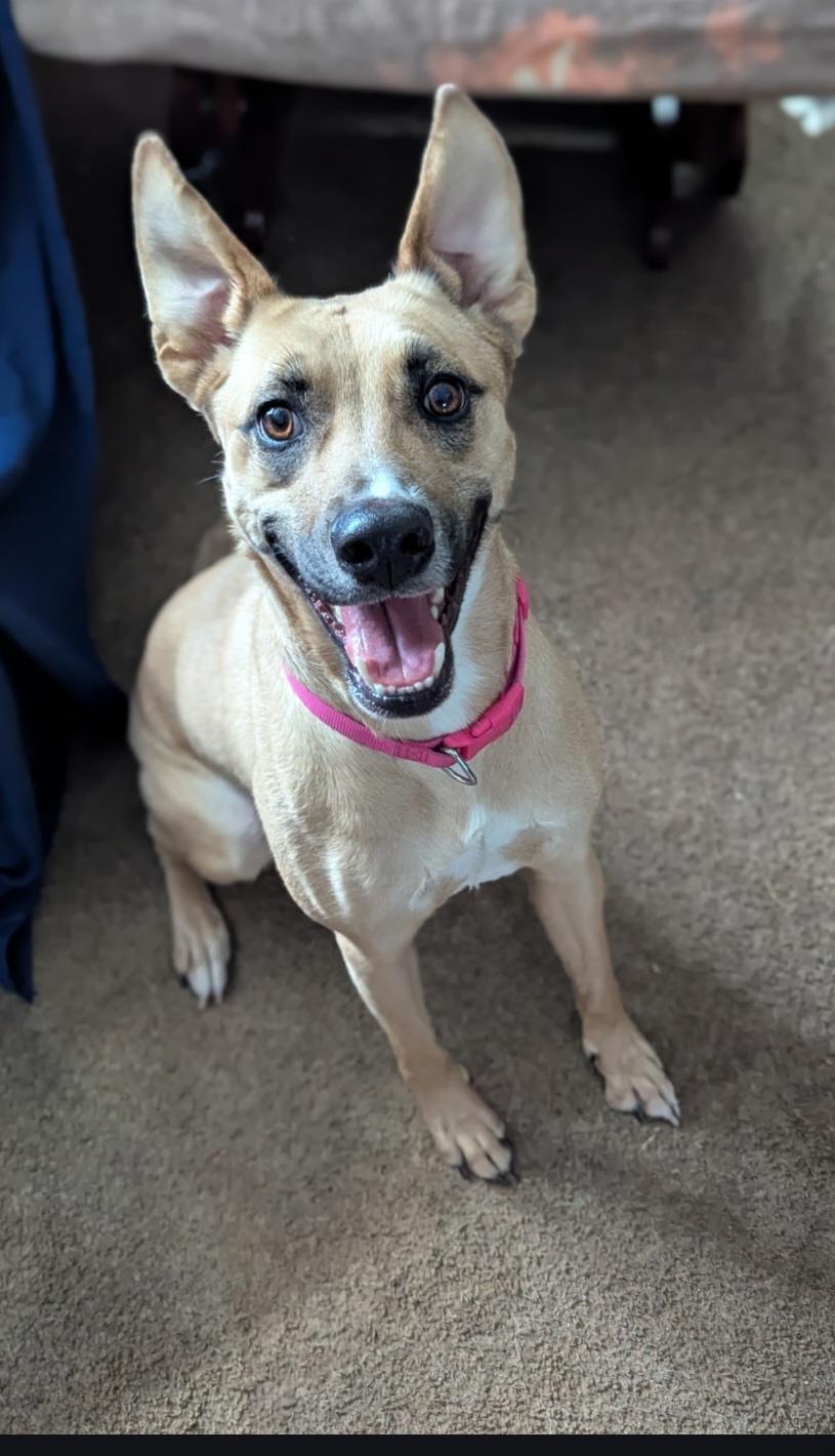 Rosie, a ADOPTABLE mixed breed in Cleveland , OH image 2/3