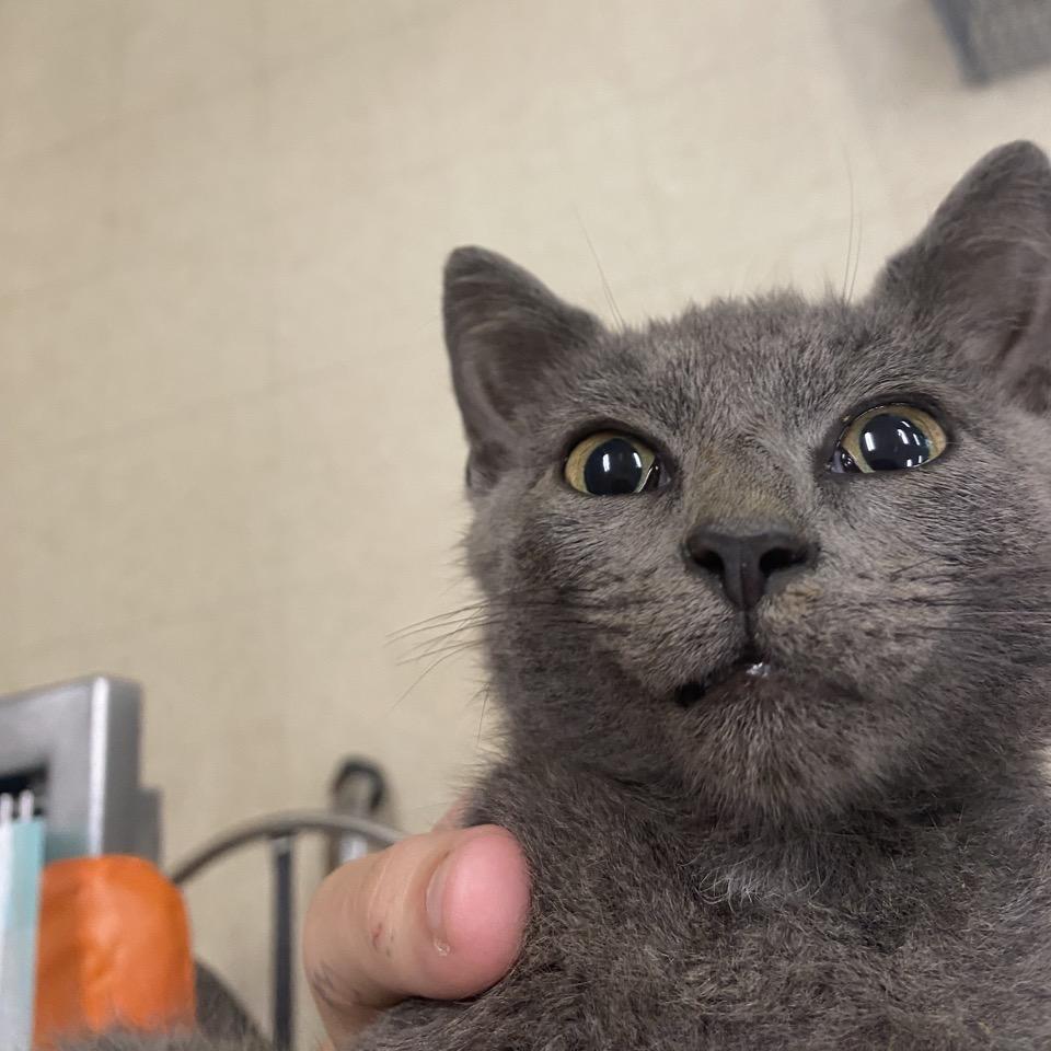 The Tank Car, Adoptable, Kitten Male Domestic Medium Hair.