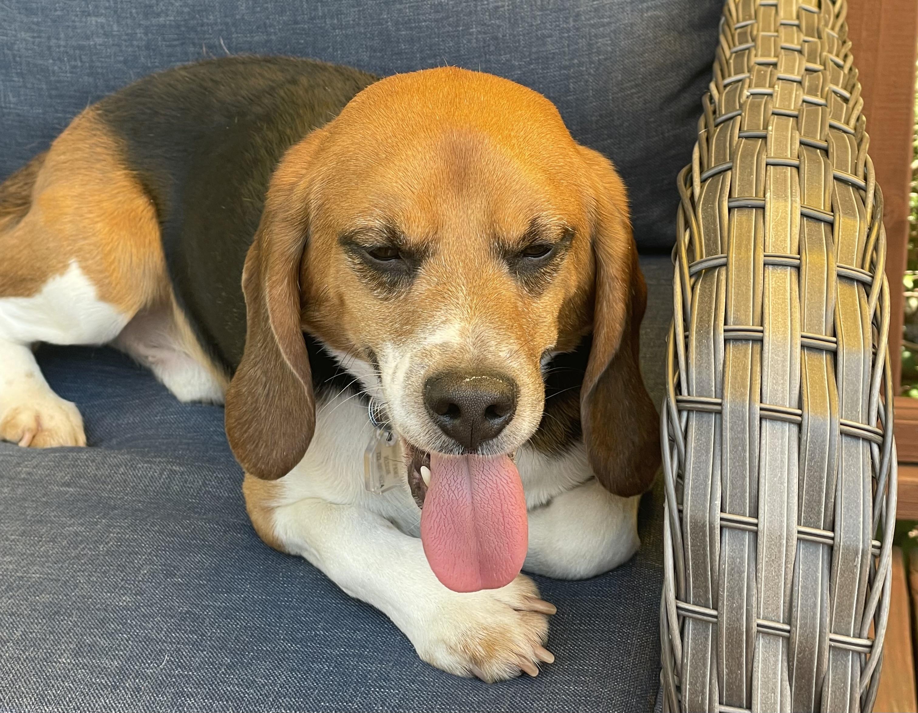 Enlarge Skeeter, a ADOPTABLE Beagle in South Plainfield, NJ image 1/1