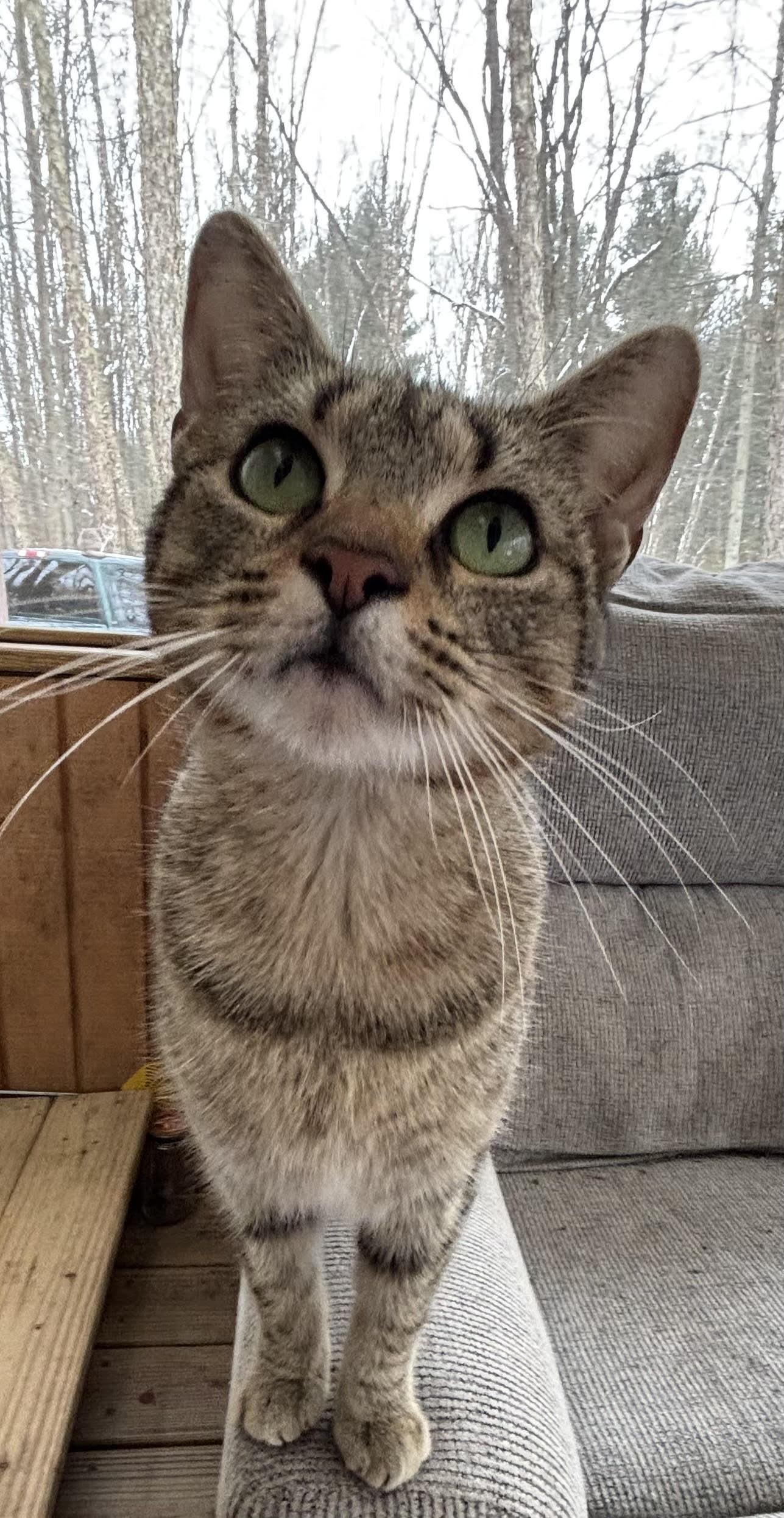 Gracie, ADOPTABLE, Adult Female Domestic Short Hair.